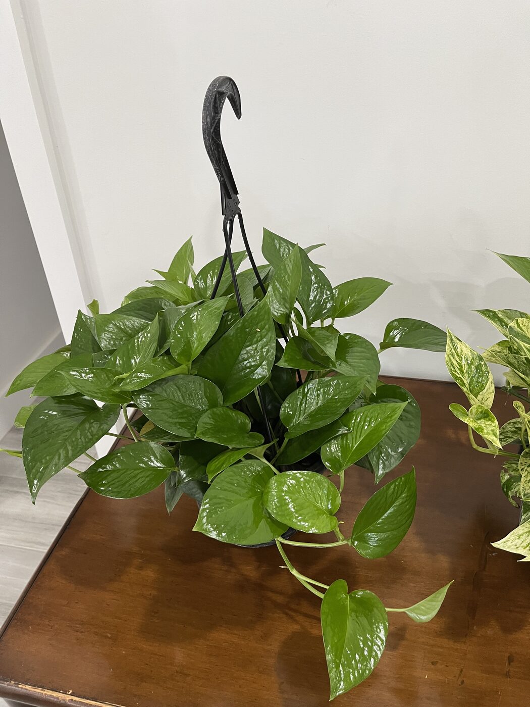 Golden pothos hanging basket