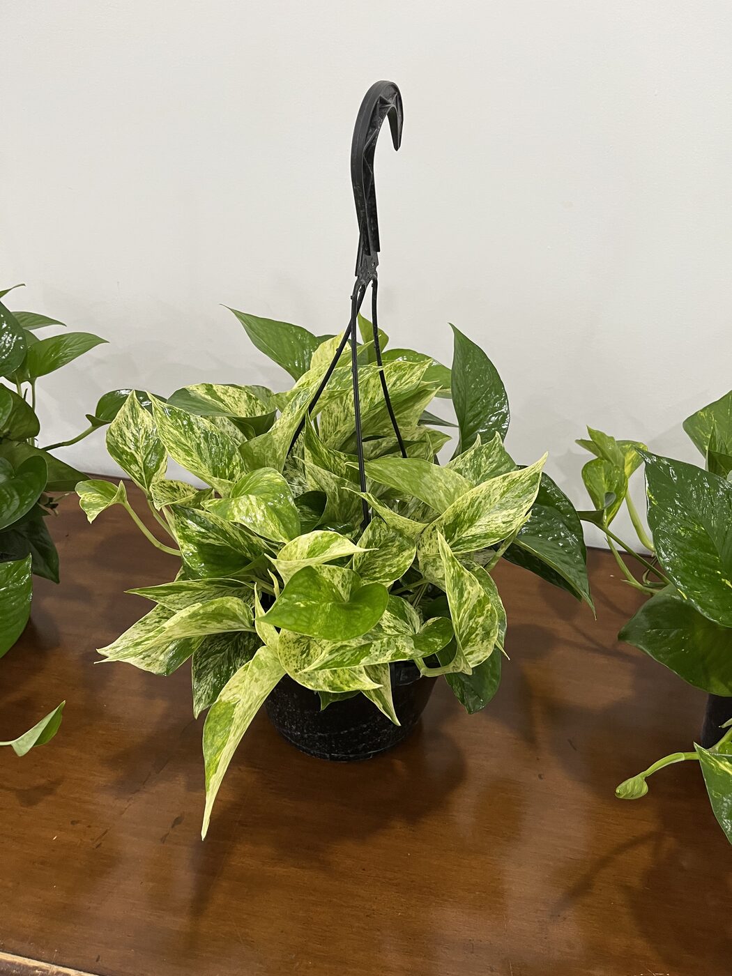 Marble Queen pothos hanging basket
