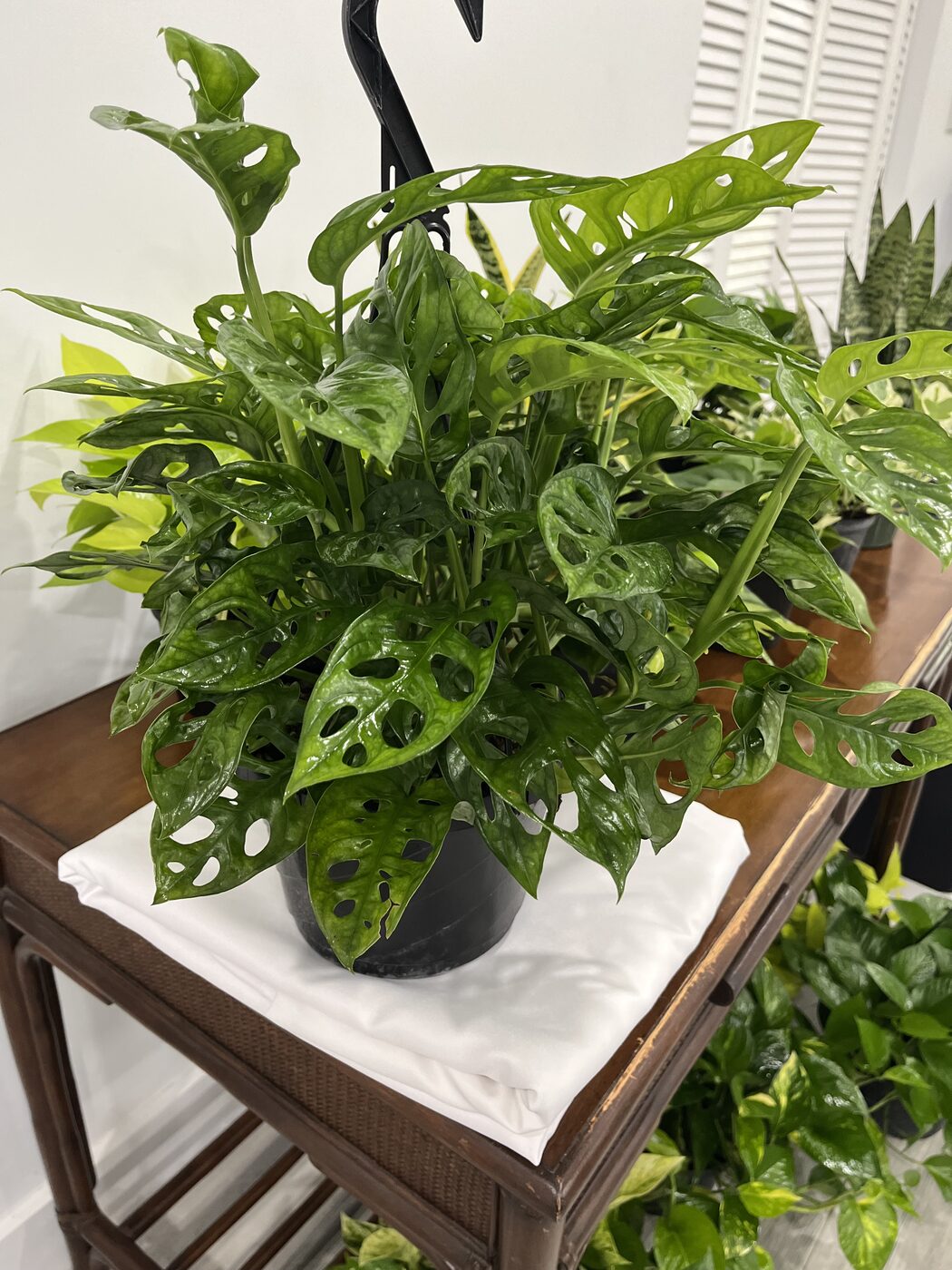 Monstera adansonii swiss cheese vine basket