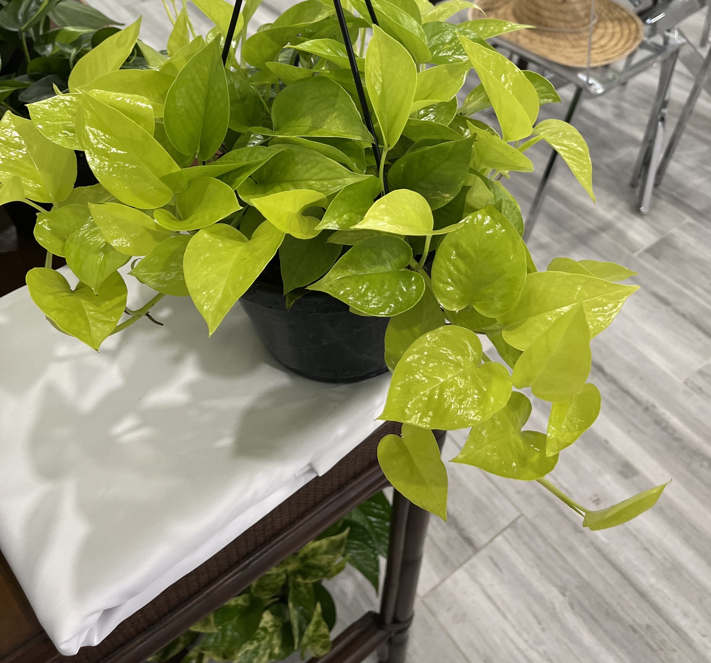 Neon pothos hanging basket