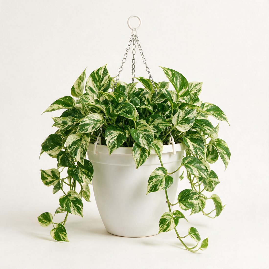 Marble Queen pothos hanging basket