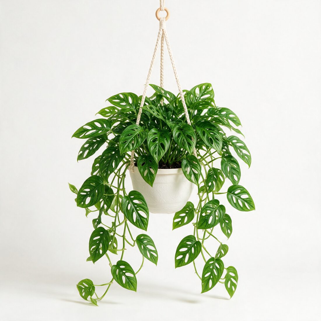 Monstera adansonii swiss cheese vine basket