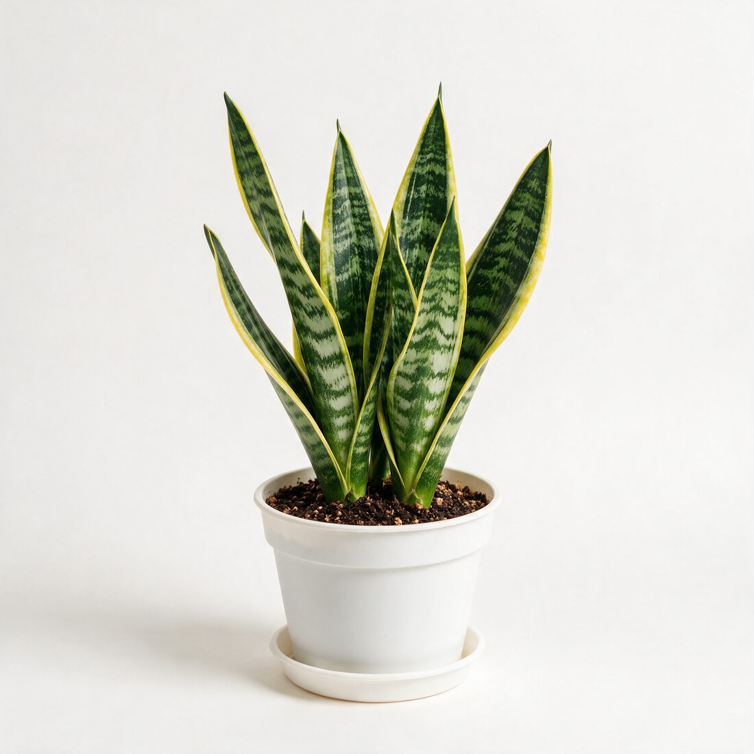 Sansevieria snake plant in a nursery pot