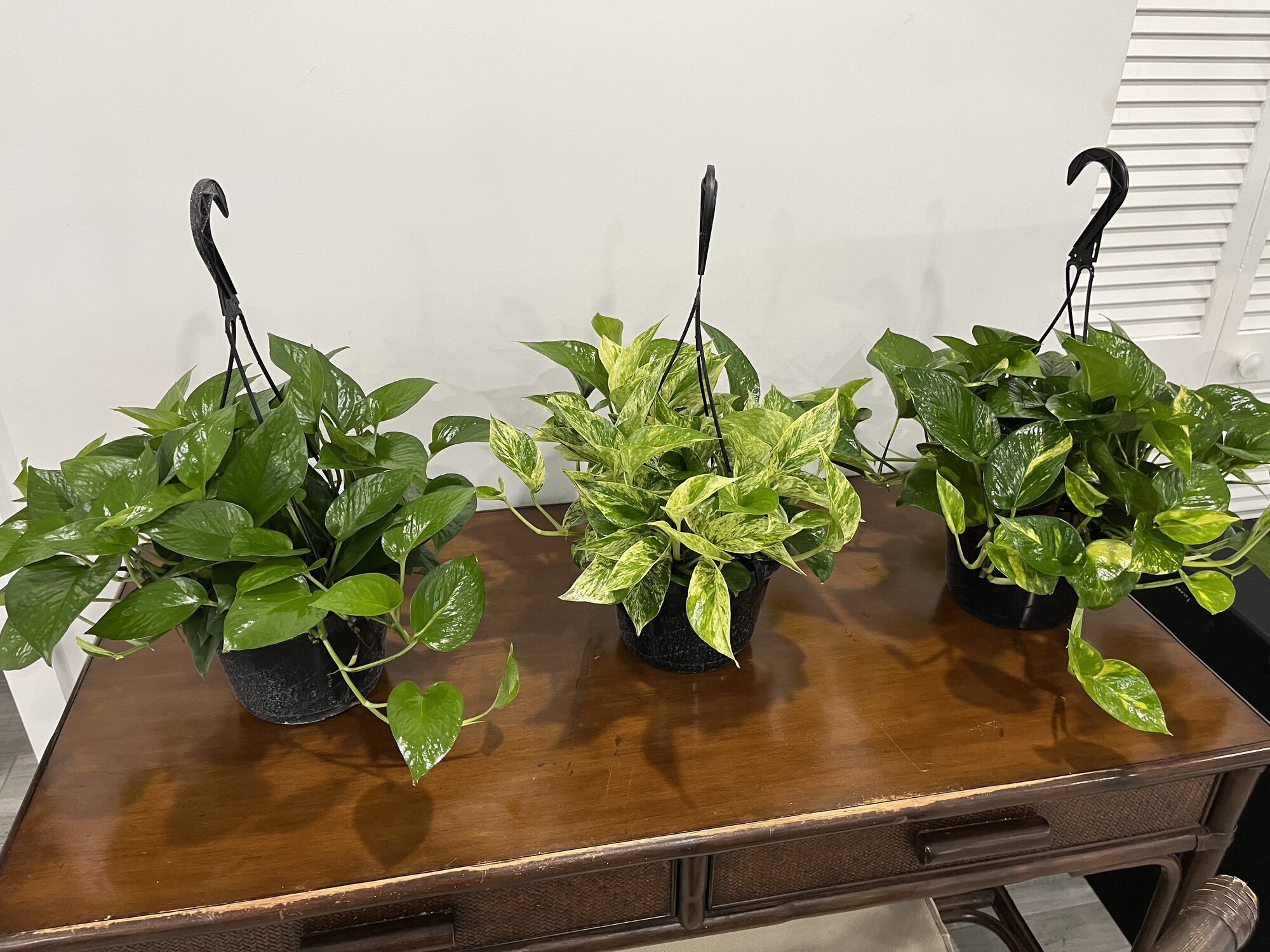 Hanging baskets grown for wholesale